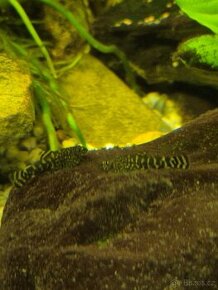 Sewellia lineolata