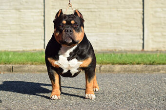 American bully pocket tricolor - krytí