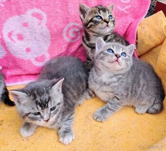 Britská modrá a whiskas kočičky i kocourkové