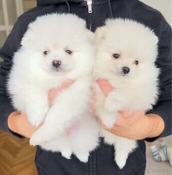 Štěňata pomeranian