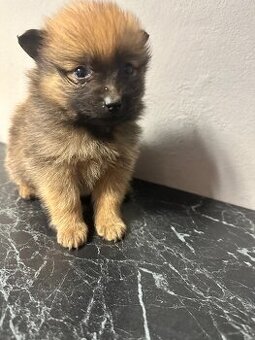 Pomeranian bez pp