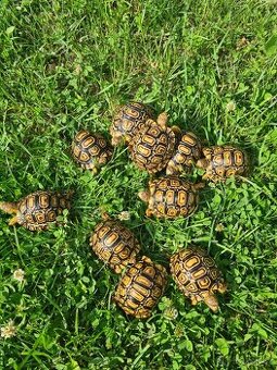 Želva pardálí - Stigmochelys pardalis babcocki