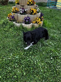 Bordel kolie - 1