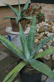 Agave