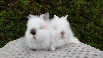 Zakrslý králík, králíček -(TEDDY)-ONŘEJ A OTA