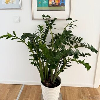 Zamioculcas pokojová rostlina