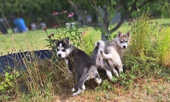 Husky štěňátka