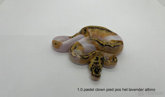 Krajta královská (Python regius)
