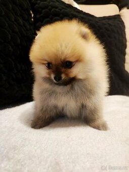 Pomeranian/nemecký špic