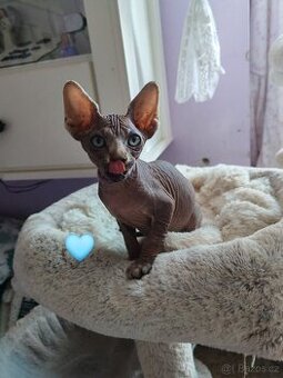 Sphynx