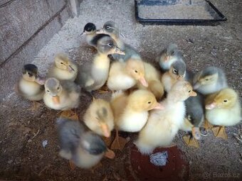 Káčata mixáčci ( pekingská x Saská)