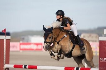 13 lety Hafling - Pony B