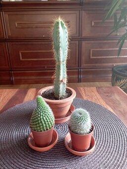 3x kaktus
