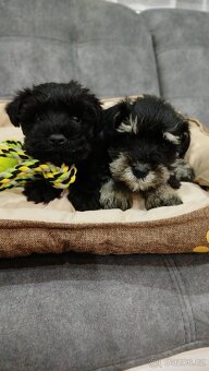 Knírač, bradáč malý