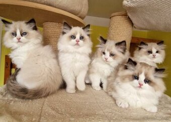 Koťátka ragdoll s PP