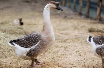 PRODÁM CHOVNÝ PÁR LUBUTÍCH ŠEDÝCH HUS