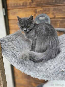 Sibiřská kočka modrá koťátka