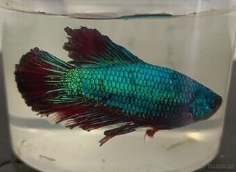Betta bojovnice samička