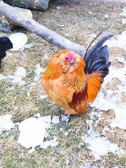 Antverpský vousáč