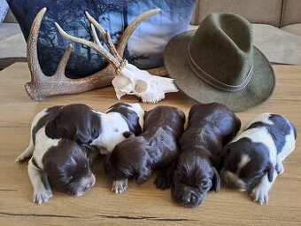 Nemecký prepeličiar