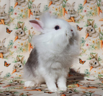 Zakrslý krátkouchý králíček WO lvíček , modrooká samička .