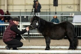 Shetlandský pony dvouletý valášek
