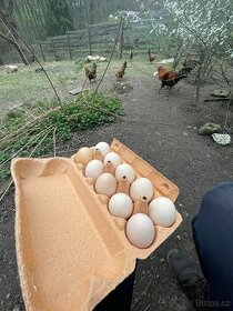 Prodám domácí vejce
