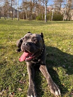 Cane Corso ke krytí - ZEUS