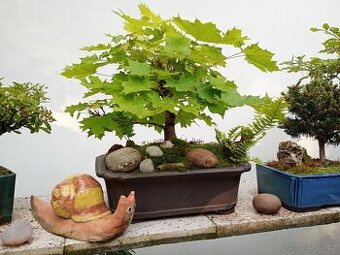 Javor mléč (Acer platanoides) bonsai