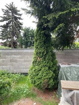 Tůje 2x 4m za odvoz