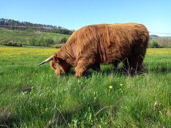 Highland-Skotský náhorní skot