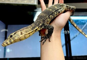 Varanus Salvator / Varan skvrnitý - 1