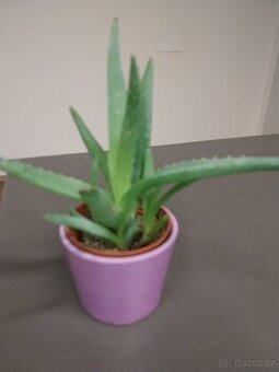 Aloe