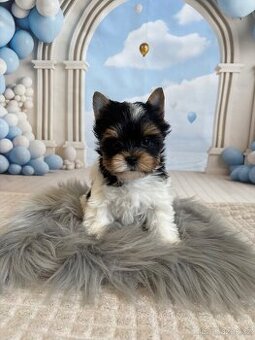 Biewer Yorkshire Terrier s pp