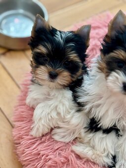 Biewer Yorkshire Terrier s pp
