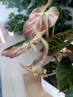 Philodendron Verrusum Incesi - 1