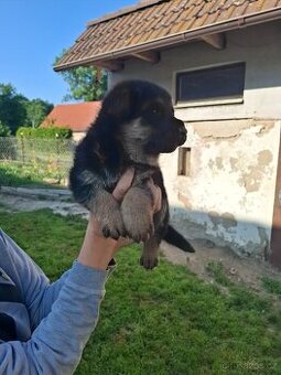 štěňátka NO x BO