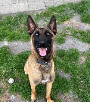 Belgický ovčák malinois s PP - fena 11 měsíců