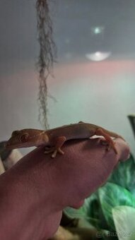 Gekon pruhovaný (gekko vittatus)- mláďata
