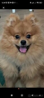 Pomeranian pes - 1