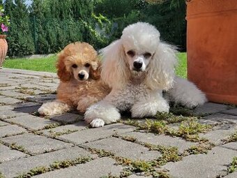 Prodám štěňátko pudla toy-trpaslík, chlap