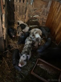 Prodám selata i větší– vietnamská kříženci(na gril i výkrm)