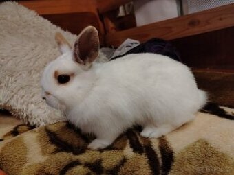 Zakrslý králík, králíček