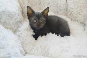 Viktorka a Vanda k adopci