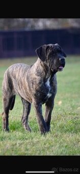 Cane Corso s PP FCI