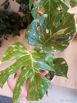 Monstera Thai Constellation 2