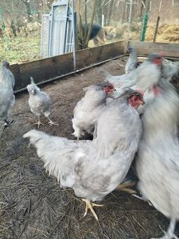 Araukana levandulová