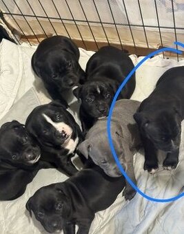 Stafordšírský bulteriér