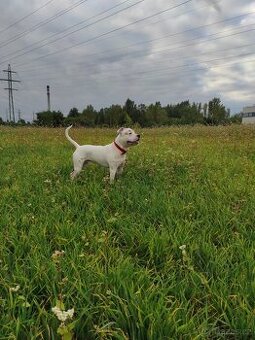 Americký stafordšírský na krytí