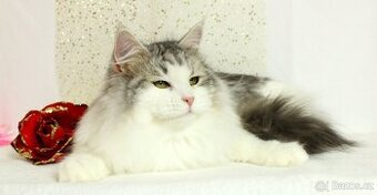 Sibiřská kočka - 1